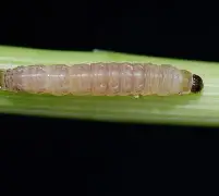 关于c丱螣的信息